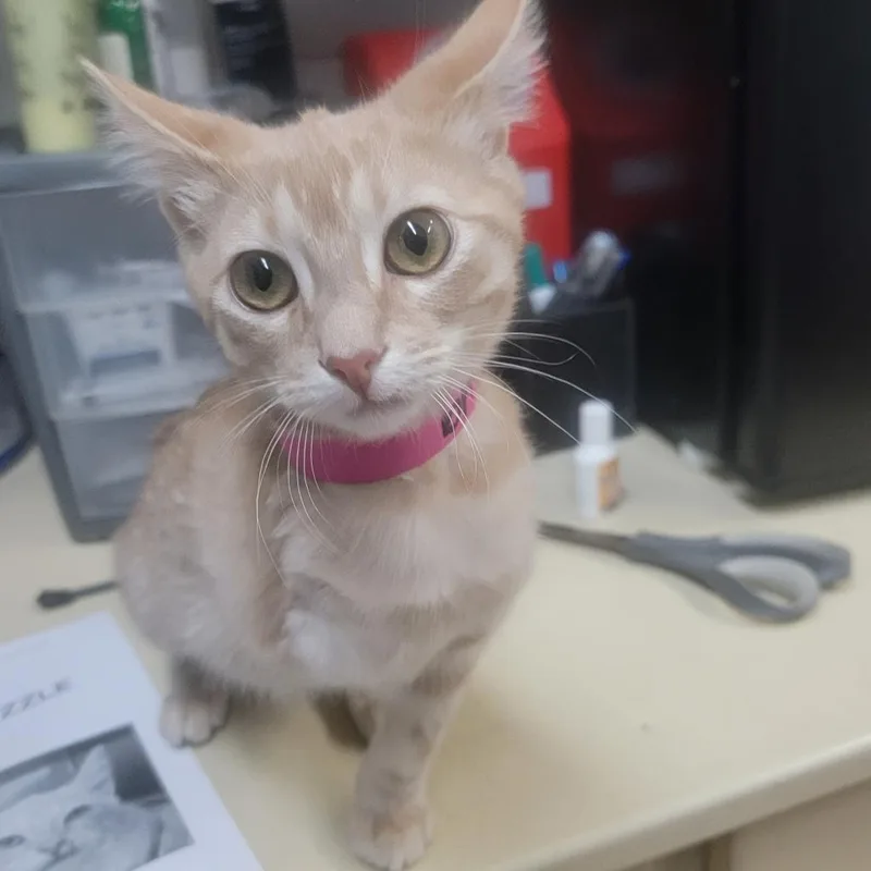 An adult small-sized female Buff / Tan / Fawn Domestic Short Hair cat named Trizzle for adoption in Ardmore, OK