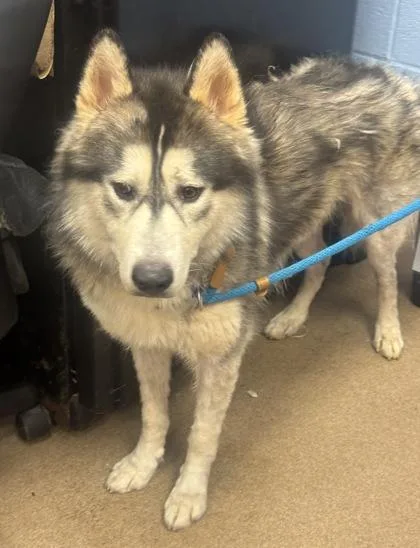 An adult large-sized male Mixed Breed dog named Sushi Roll for adoption in Chamblee, GA
