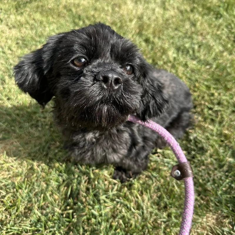 Ewa Needs A Forever thumbnail 2