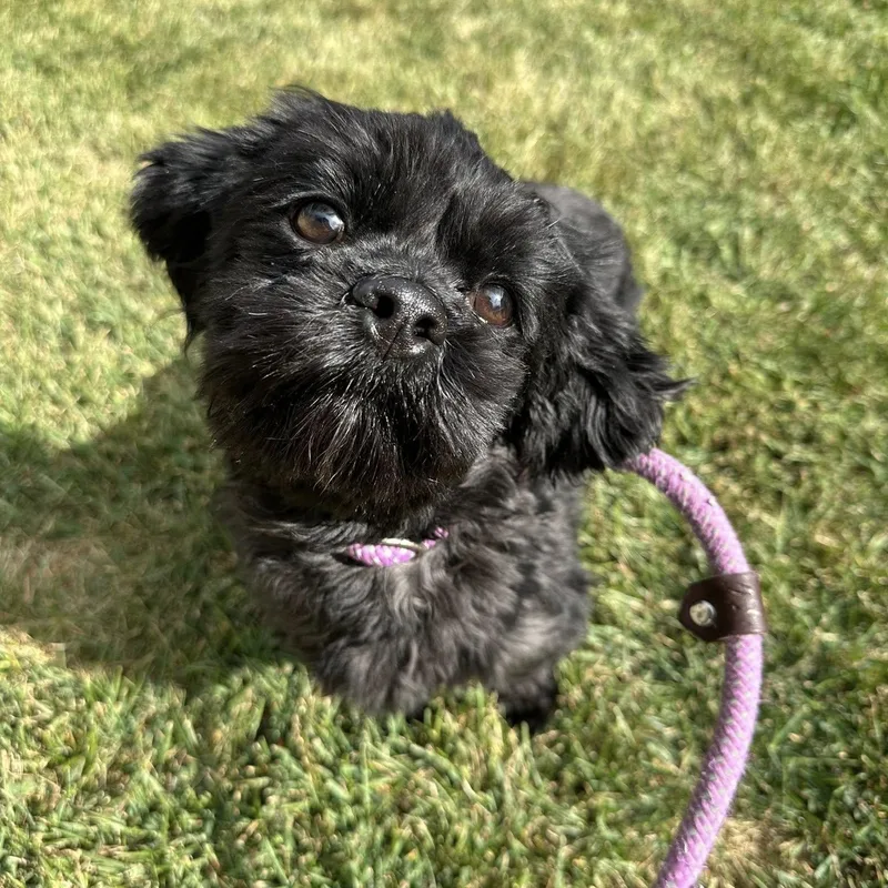 Ewa Needs A Forever thumbnail 4