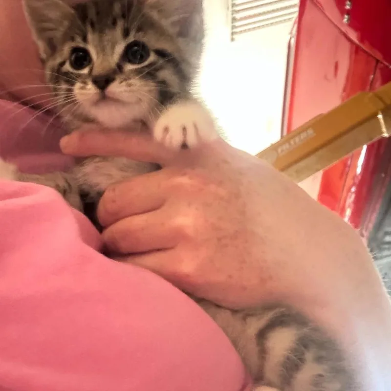 A baby small-sized female Brown / Chocolate Domestic Short Hair cat named Taryn for adoption in Ferndale, WA