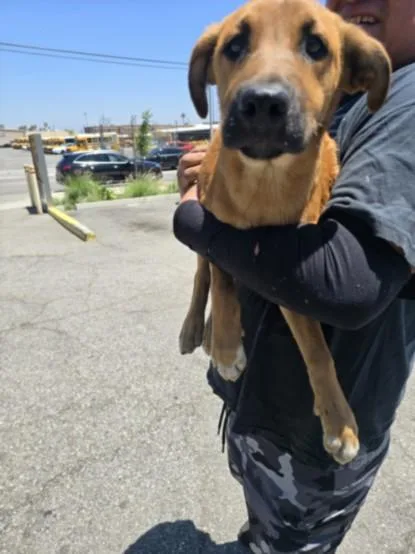 A baby medium-sized male German Shepherd Dog dog named Juan for adoption in Los Angeles, CA