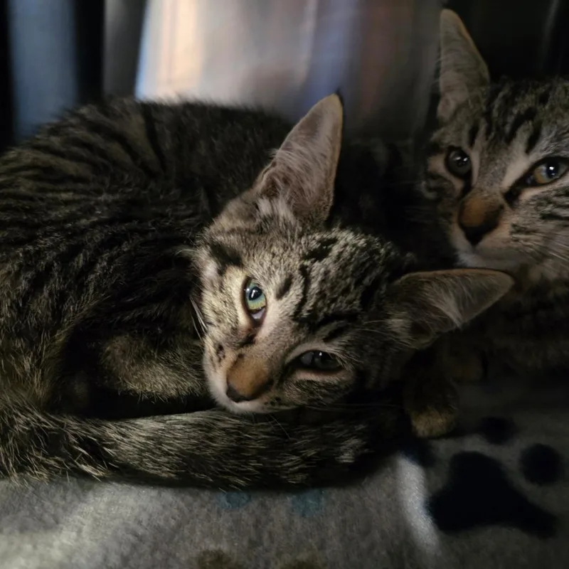 A baby small-sized male Brown / Chocolate Domestic Short Hair cat named Groot for adoption in Spokane, WA
