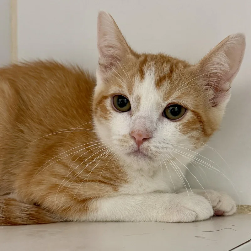 A baby small-sized male Orange / Red Domestic Short Hair cat named Firefly for adoption in Oakland, CA