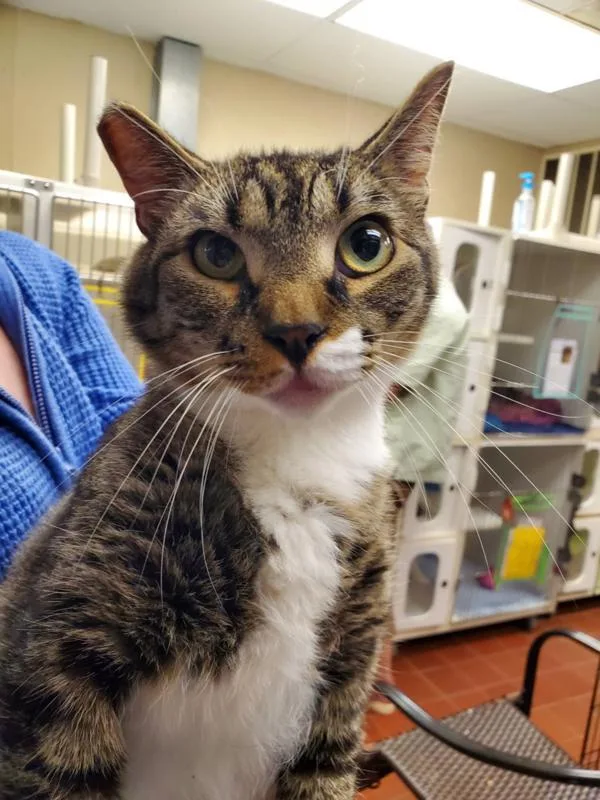 An adult small-sized male Domestic Short Hair cat named Tonto for adoption in Salisbury, MD