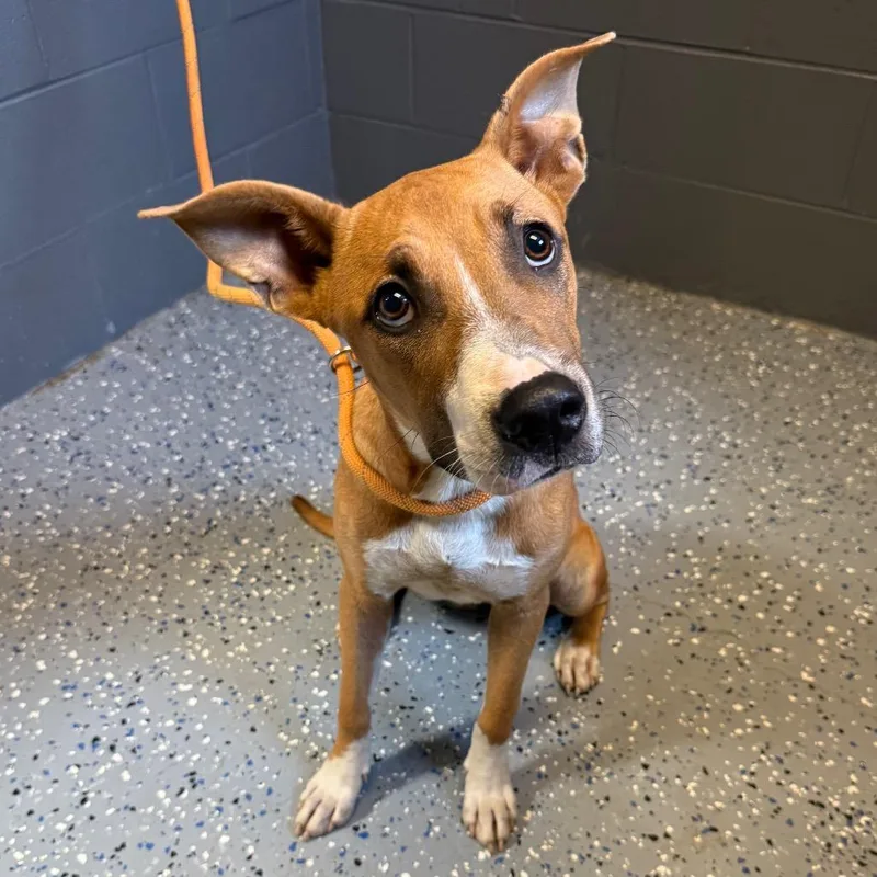 A young medium-sized female Brown / Chocolate Carolina Dog dog named Topsy for adoption in Tuscaloosa, AL