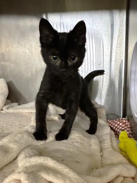 Binx