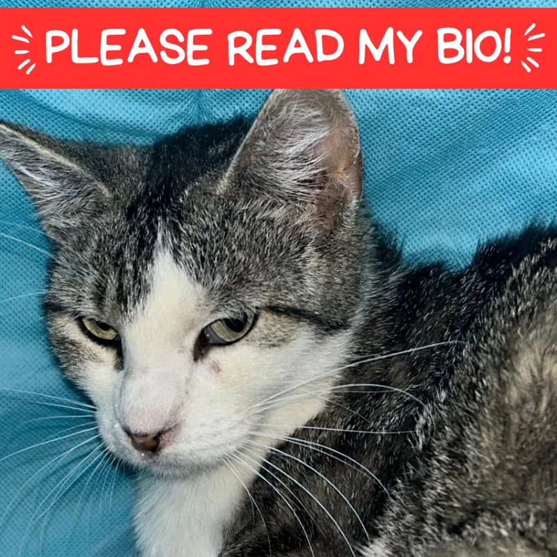 A young small-sized female Brown / Chocolate Domestic Short Hair cat named Mama Gloria for adoption in Denver, CO