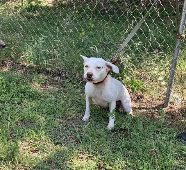 An adult medium-sized female Mixed Breed dog named Lily for adoption in Dallas, TX