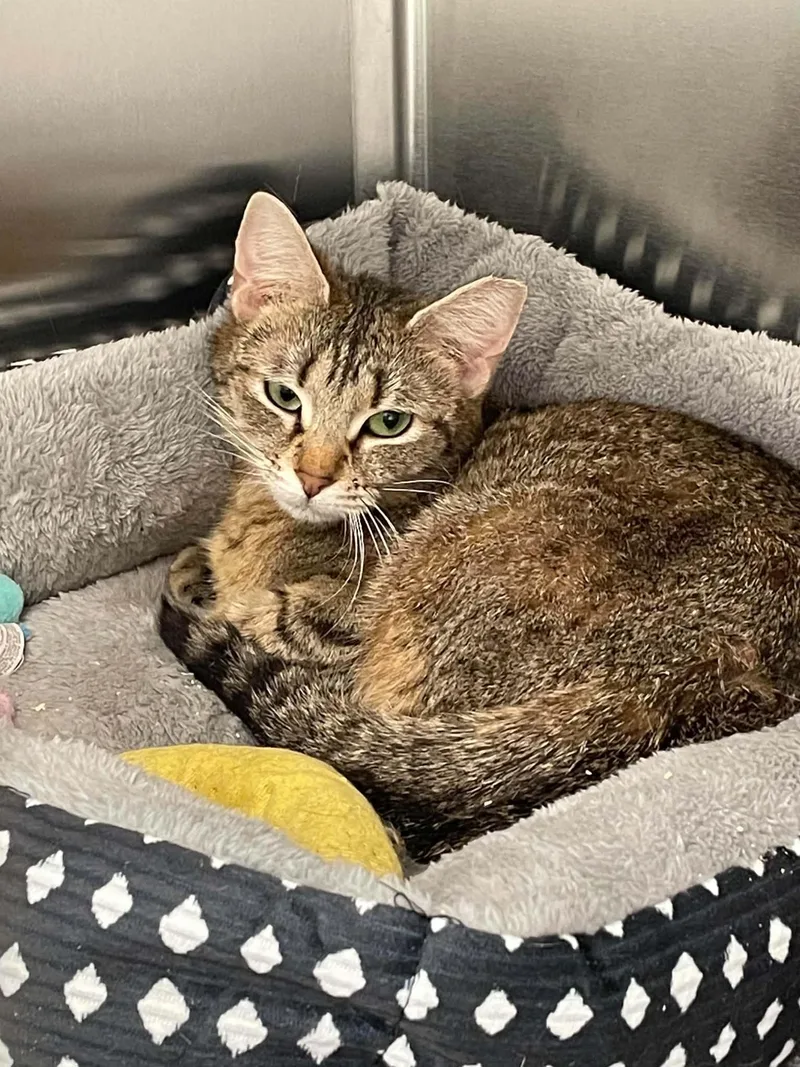 An adult medium-sized female Domestic Short Hair cat named Emmy for adoption in Covington, VA