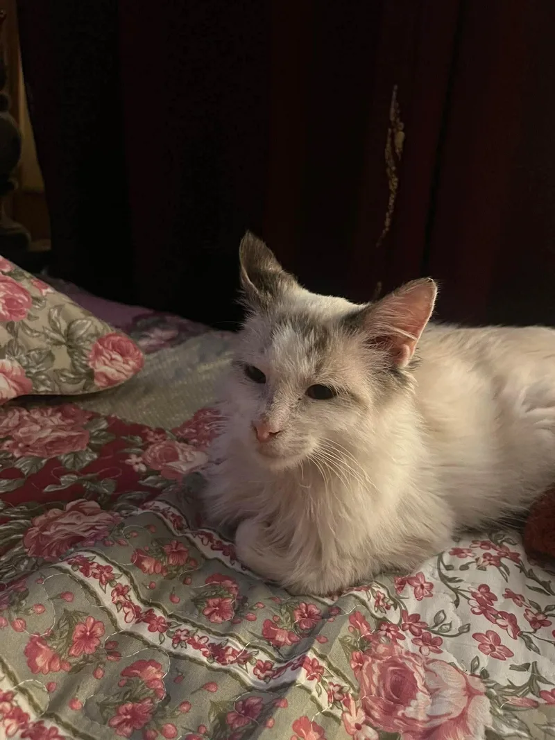 A young medium-sized male Gray & White Ragdoll cat named Jim for adoption in Ennis, TX