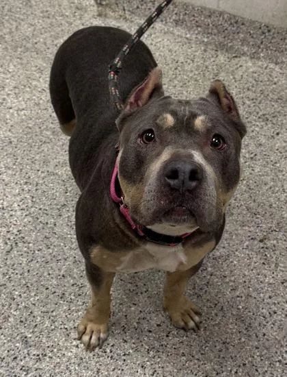 A senior large-sized female Gray / Blue / Silver Pit Bull Terrier dog named GiGi for adoption in Kansas City, MO