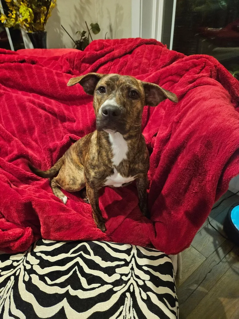 A young medium-sized female Brindle Catahoula Leopard Dog dog named Sadie for adoption in Alexandria, LA