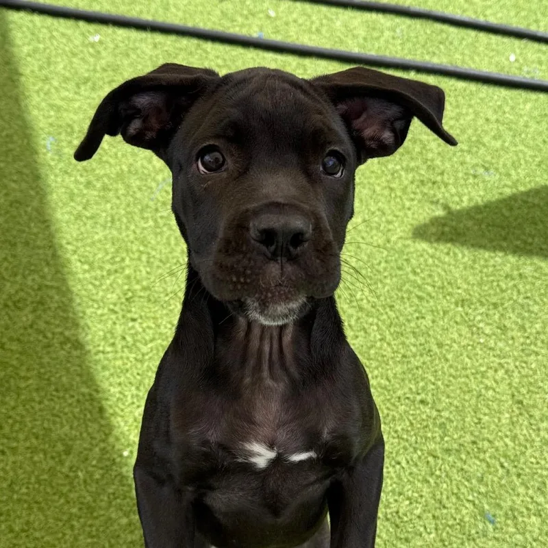 A baby small-sized female Black Cane Corso dog named Faebel for adoption in LOXAHATCHEE, FL