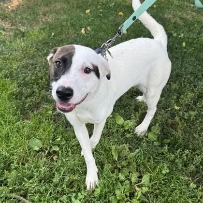 A baby medium-sized female White / Cream Hound dog named Kora for adoption in Phoenixville, PA