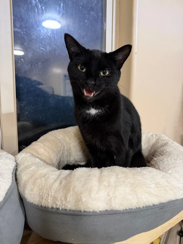 A young medium-sized male Domestic Short Hair cat named Ace for adoption in La Verkin, UT