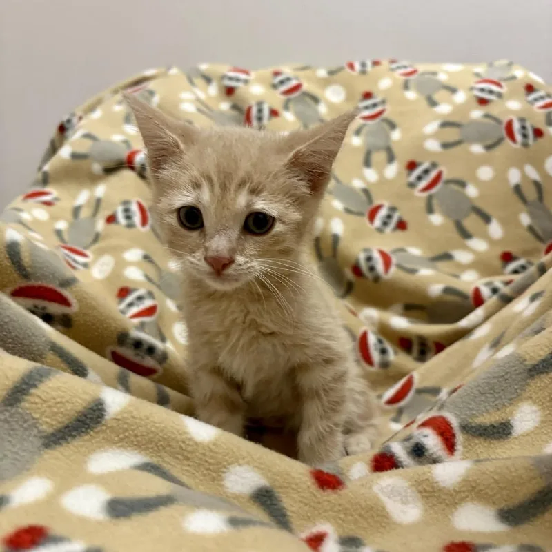 A baby small-sized male Buff / Tan / Fawn Domestic Short Hair cat named Grasshopper for adoption in Fort Collins, CO