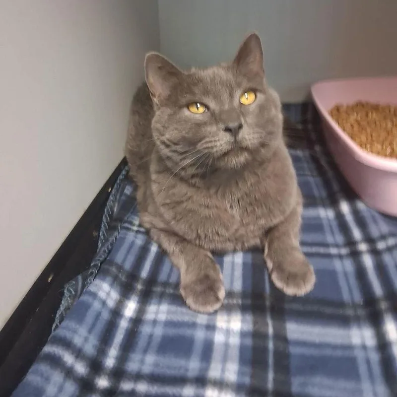 An adult medium-sized female Gray / Blue / Silver Russian Blue cat named Smokie for adoption in Kingman, AZ
