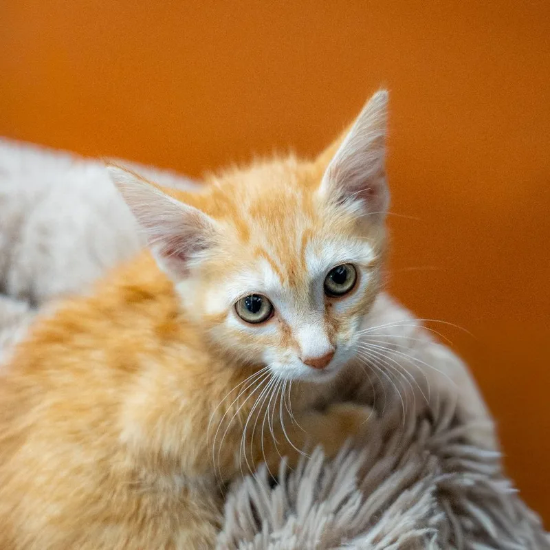 A baby small-sized female Domestic Short Hair cat named Tangerine for adoption in Gainesville, GA