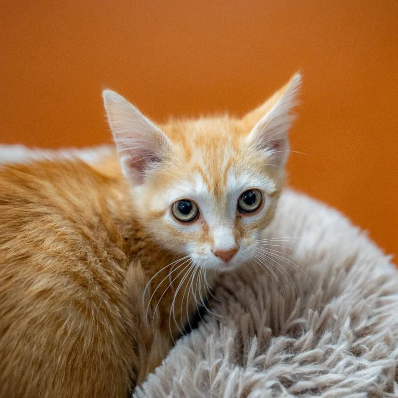 Tangerine thumbnail 2