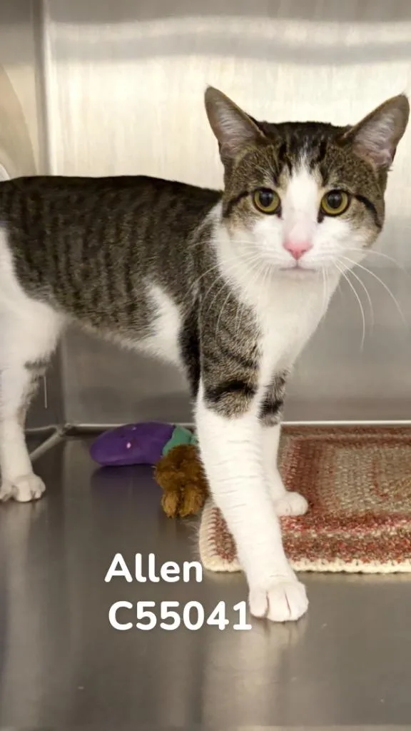 A young medium-sized male Domestic Short Hair cat named Allen for adoption in Clarksville, TN