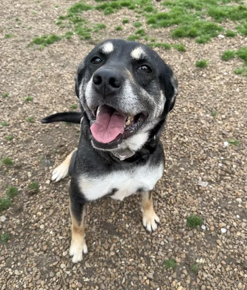 An adult large-sized female Gray / Blue / Silver German Shepherd Dog dog named Zoey for adoption in Lexington, TN