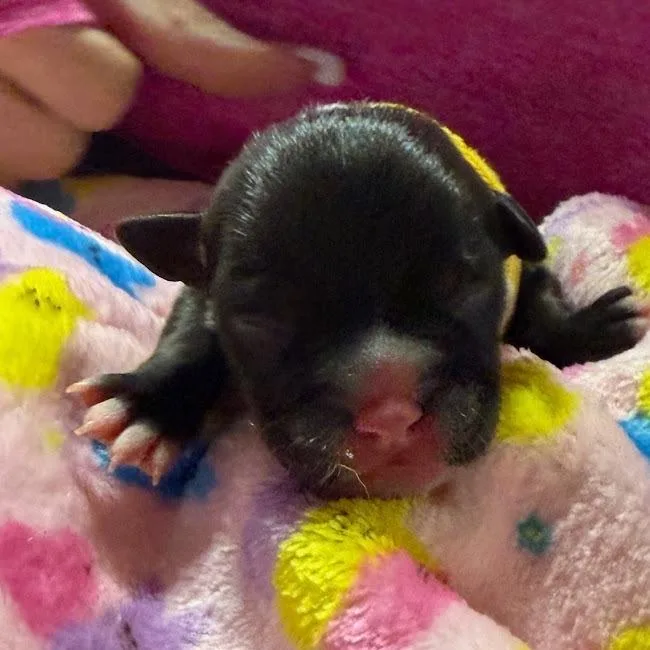 A baby small-sized female Black Rat Terrier dog named Mildred C for adoption in Oklahoma City, OK