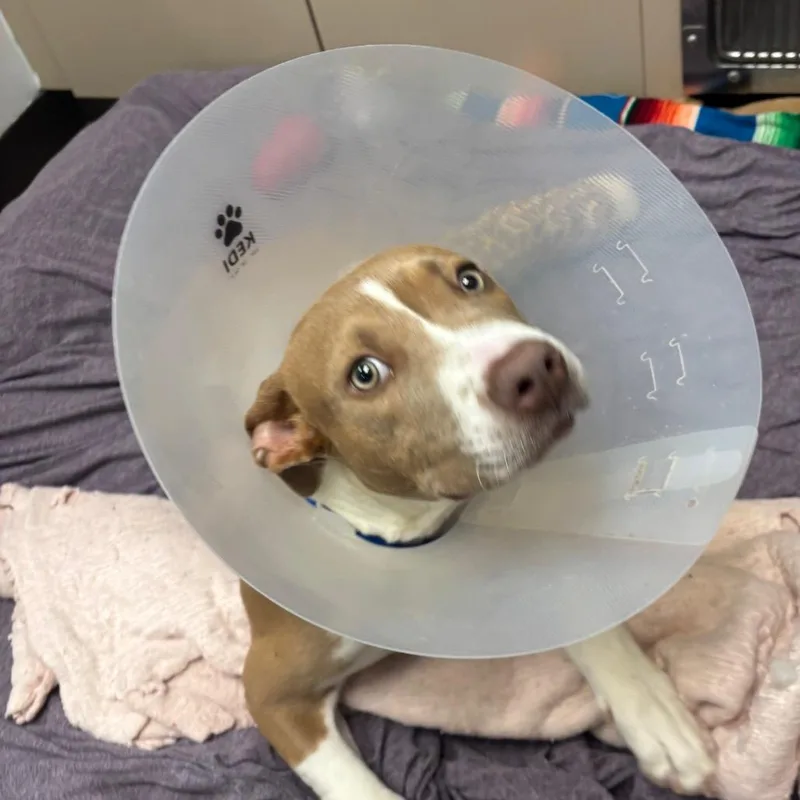 A young medium-sized male Yellow / Tan / Blond / Fawn Pit Bull Terrier dog named Steeler A for adoption in Mission Hills, CA
