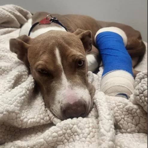 Steeler A thumbnail 2