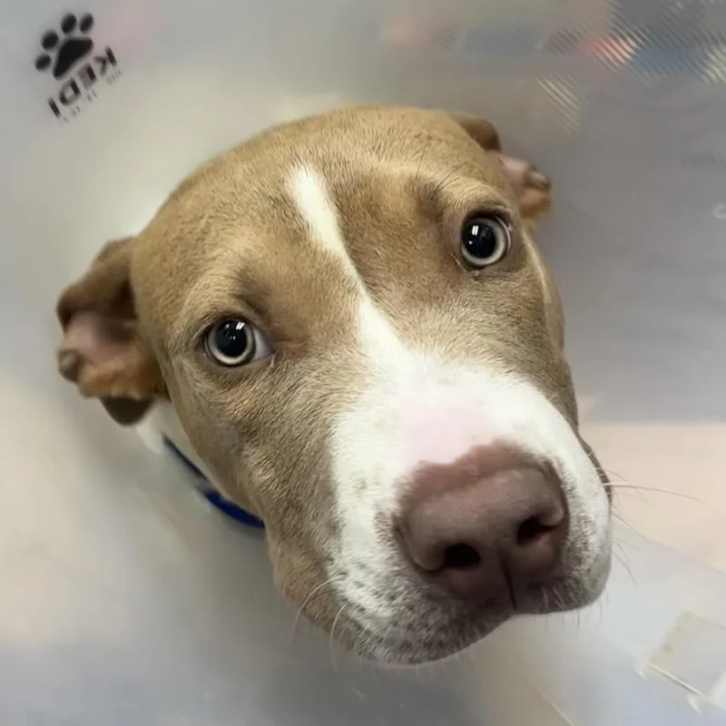 Steeler A thumbnail 4