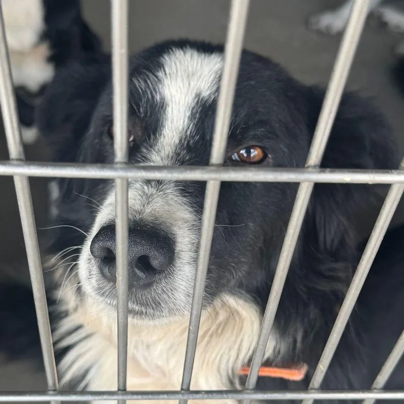 An adult medium-sized male Collie dog named Adair for adoption in Kingman, AZ