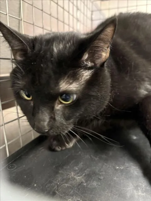 An adult large-sized male Domestic Short Hair cat named Simon for adoption in Las Vegas, NV