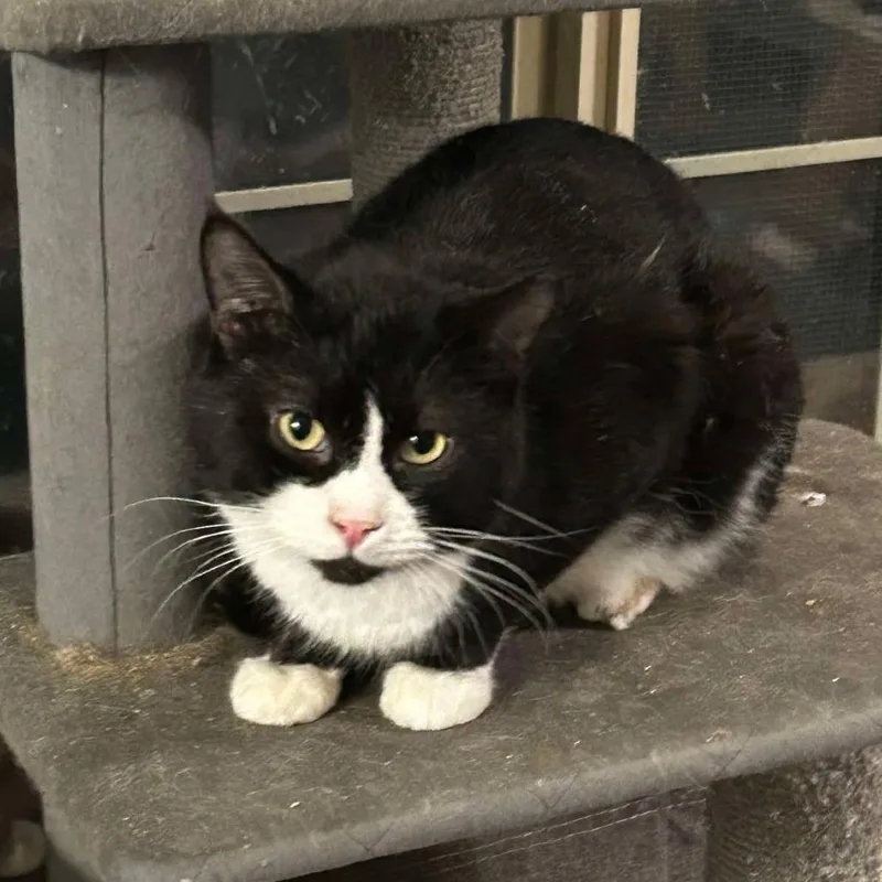 An adult small-sized male Black Domestic Short Hair cat named Crookshanks for adoption in Nampa, ID