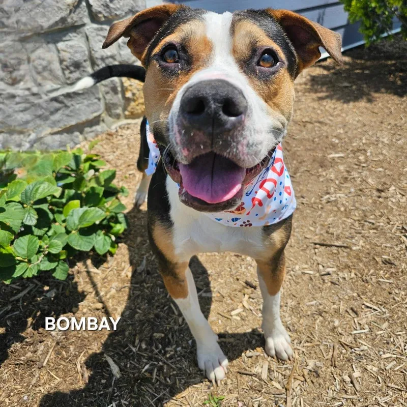 An adult medium-sized male Black Mixed Breed dog named Bombay for adoption in Madisonville, TN