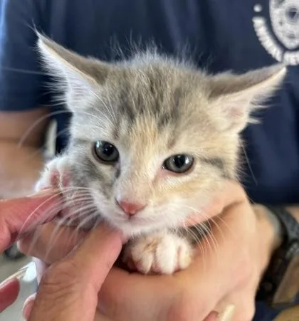 A baby small-sized female Domestic Medium Hair cat named Nina for adoption in West Memphis, AR
