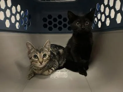 A baby small-sized male Black Domestic Short Hair cat named Squishmallow for adoption in Kansas City, MO