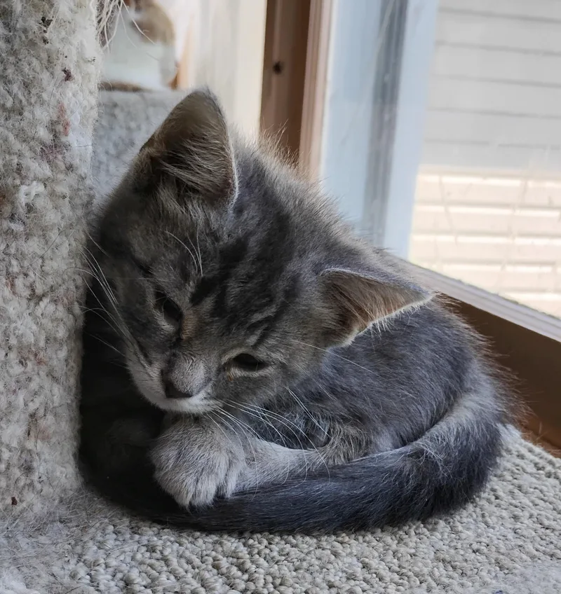 A baby medium-sized female Gray / Blue / Silver Domestic Medium Hair cat named Jaimie for adoption in Battle Creek, MI