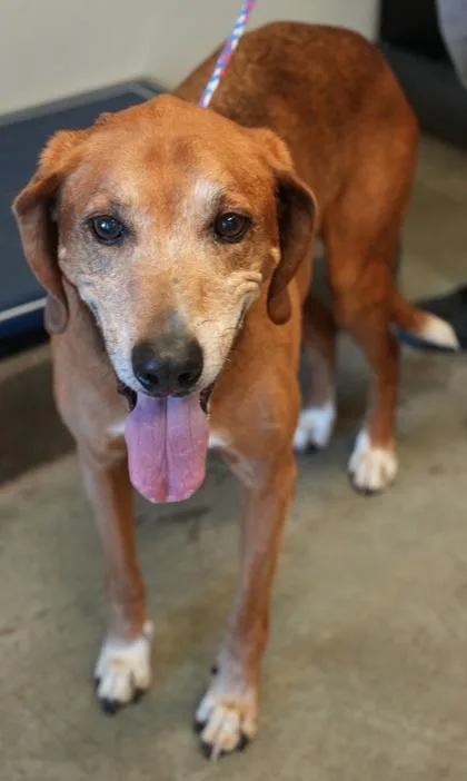 A senior large-sized male Redbone Coonhound dog named Red for adoption in Bowling Green, KY