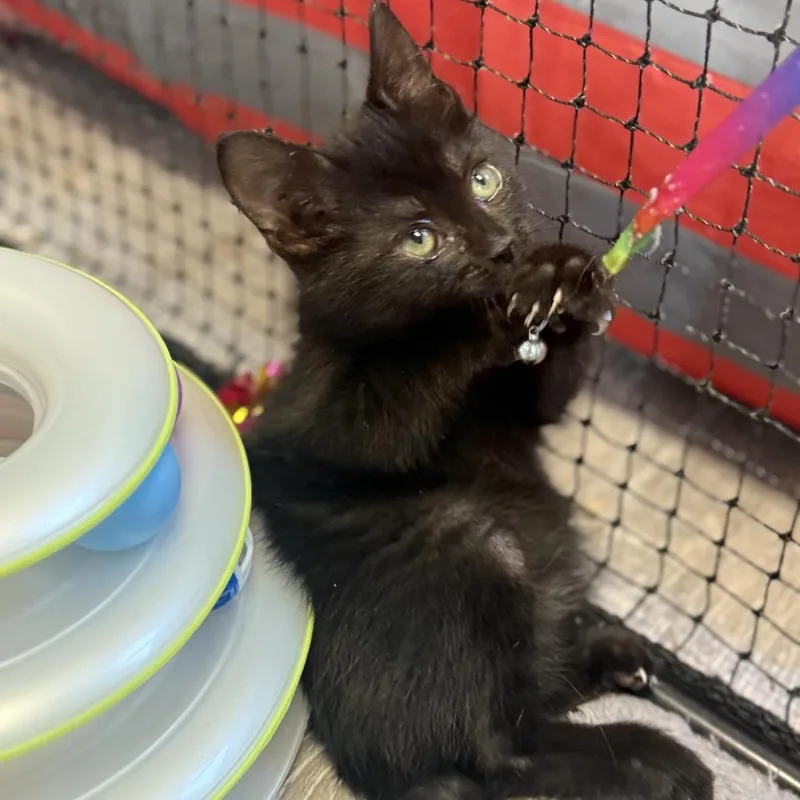 A baby small-sized male Black Domestic Short Hair cat named Beeda for adoption in Pasadena , MD