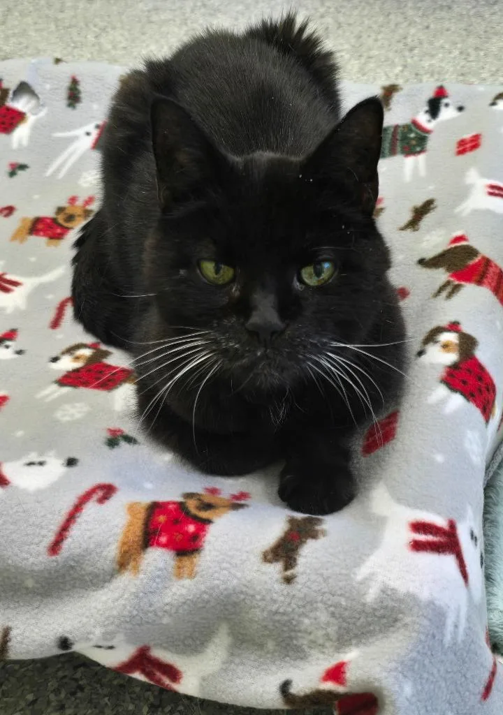 A senior medium-sized female Domestic Short Hair cat named Ring Around The Rosie for adoption in Auburn, IN