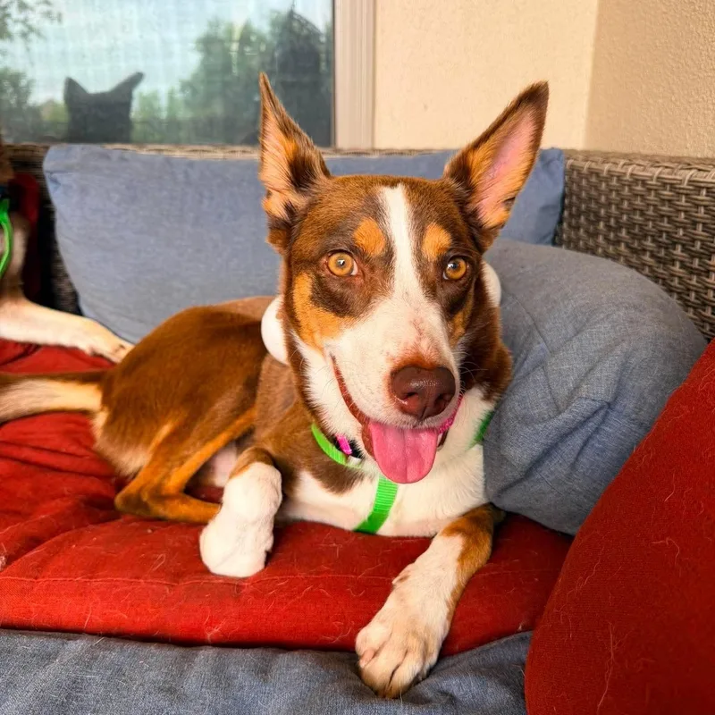 A young medium-sized female Brown / Chocolate German Shepherd Dog dog named Reeses for adoption in Warren, RI