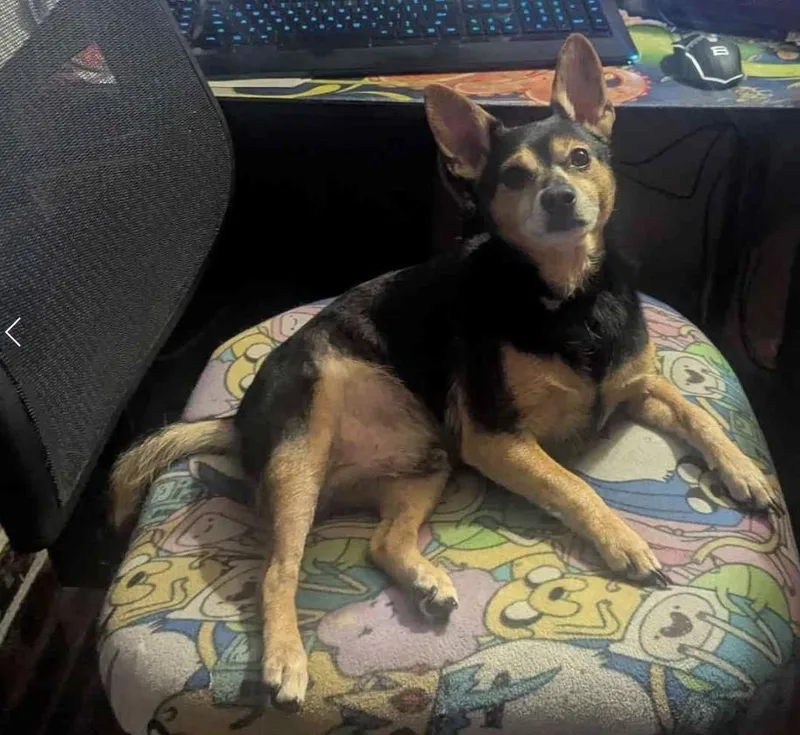 Zorro