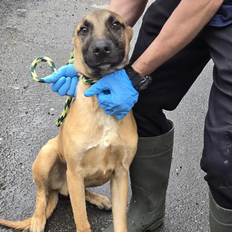 A young medium-sized male Brown / Chocolate Shepherd dog named Benny for adoption in Weimar, CA