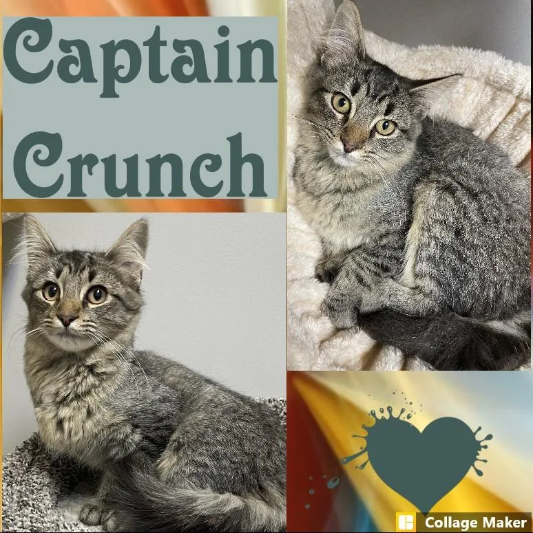 A young medium-sized male Domestic Short Hair cat named Captain Crunch for adoption in Clearfield, PA