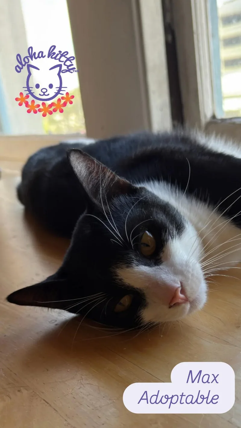 An adult medium-sized male Black Domestic Short Hair cat named Max for adoption in Honolulu, HI