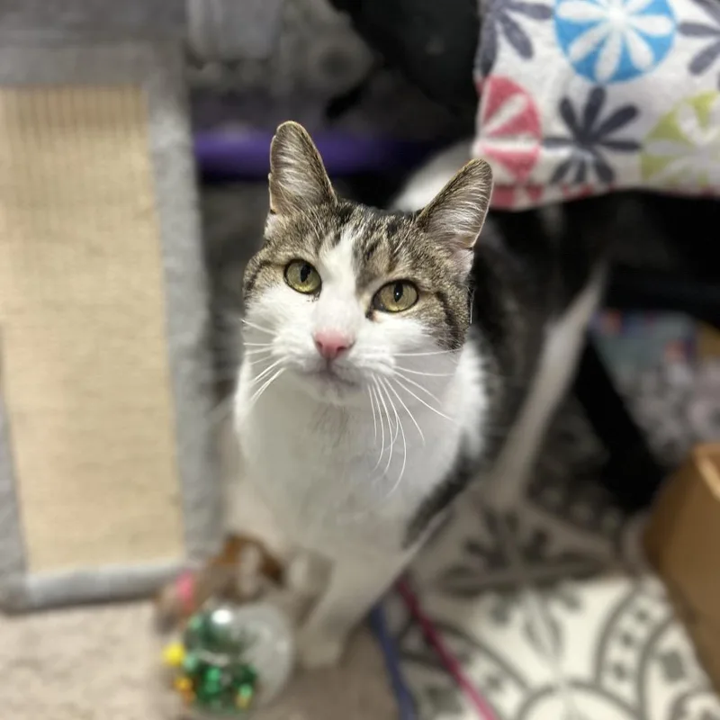 A senior small-sized male Black Domestic Short Hair cat named Guinness for adoption in Bountiful, UT