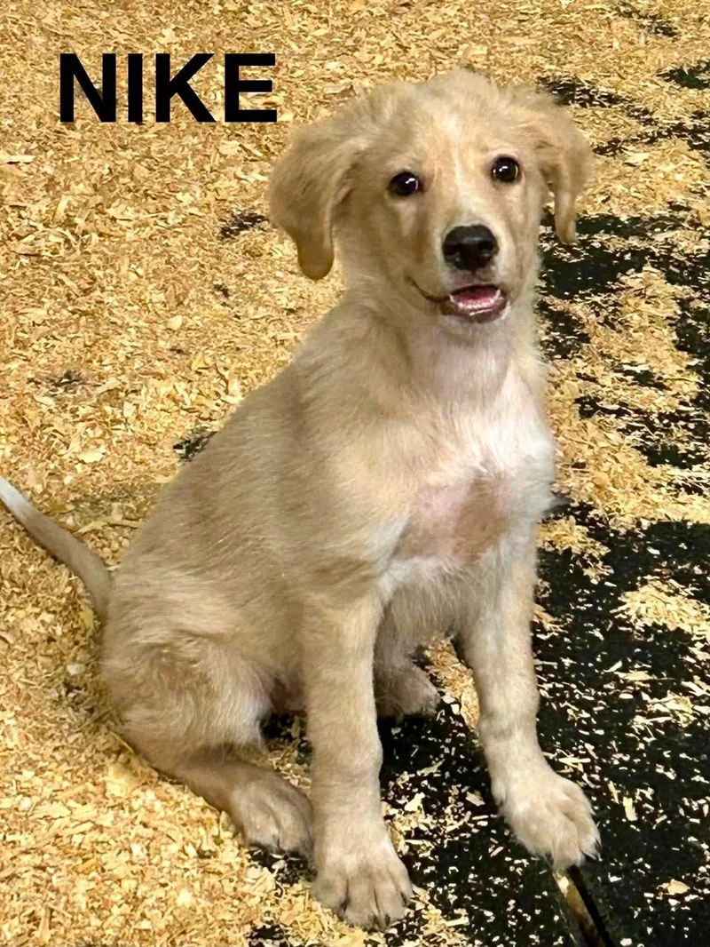 A baby large-sized male Labrador Retriever dog named Nike for adoption in New Baltimore, MI