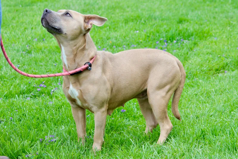 An adult medium-sized female Mixed Breed dog named Mable for adoption in Brazil, IN