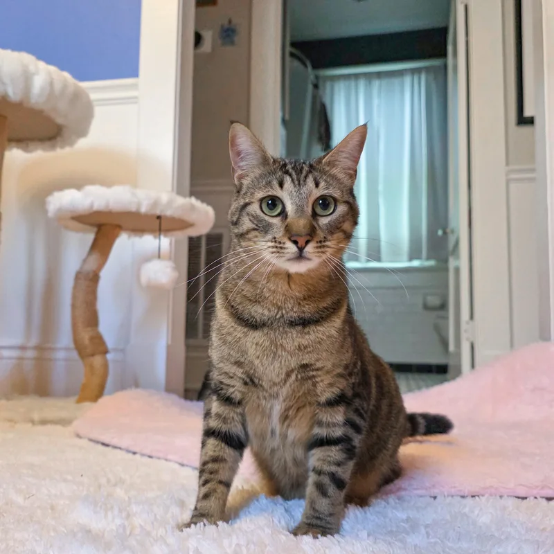 A young medium-sized male Tabby cat named Lenny for adoption in New Orleans, LA