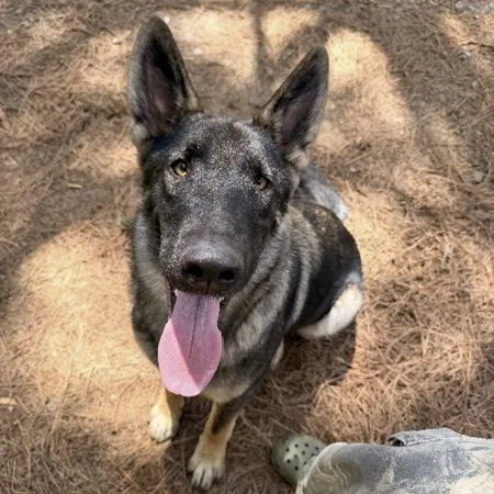 An adult large-sized female German Shepherd Dog dog named Vesta for adoption in New Ringgold, PA
